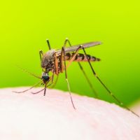 Mosquito control in Catalina Foothills