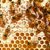 Bee removal in sahuarita