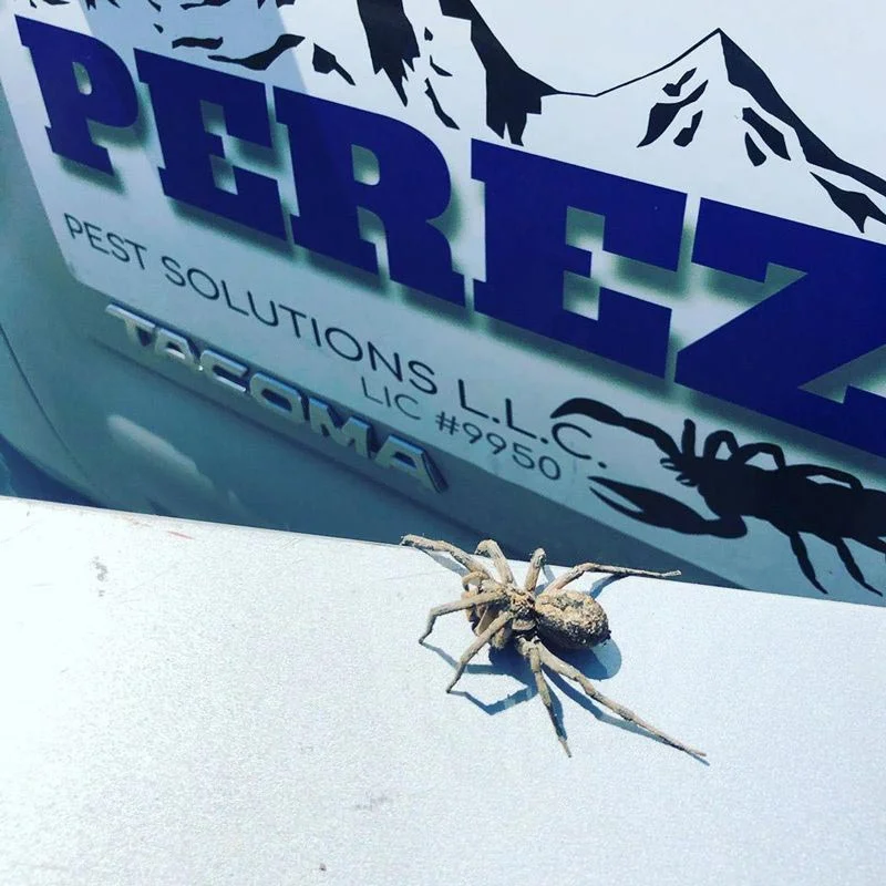 Perez Pest Solutions