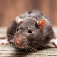 Rodent Pest Control sahuarita