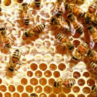 Bee removal services in Marana