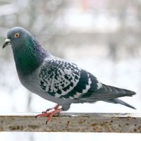 Pigeon Control in Vail