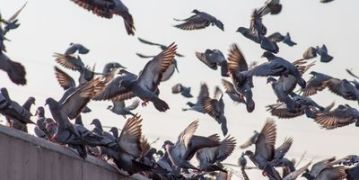 pigeon control in tucson, perez pest solutions