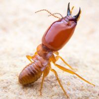 Termite Pest Control