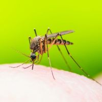 Mosquito control in Sahuarita