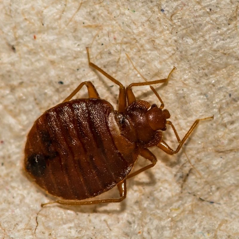 The 1 Bed Bug Removal in Tucson, AZ A+ BBB Rating!